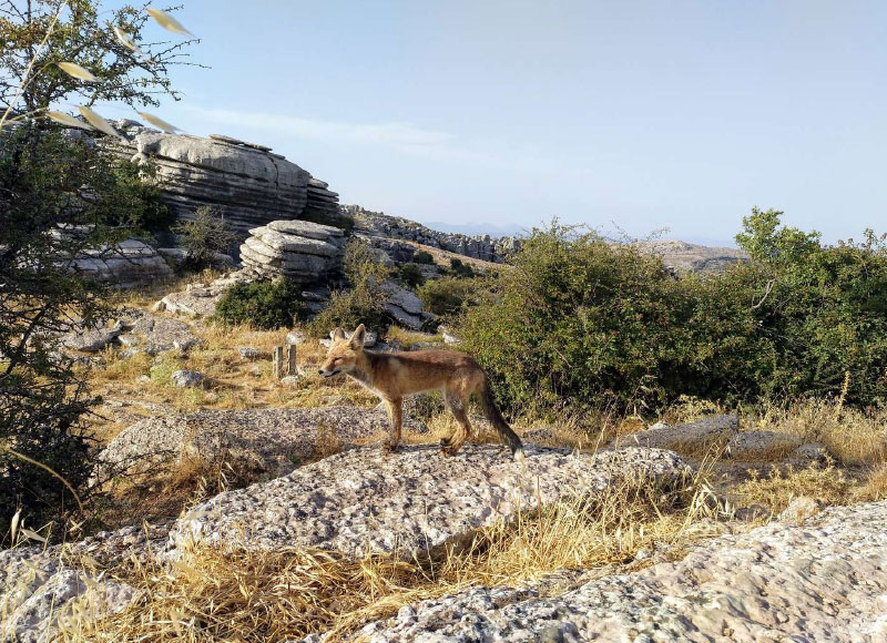 RUTA SENDERISMO EN EL TORCAL DE ANTEQUERA<br /><strong>Senderismo en el Torcal de Antequera <strong class='extra_info_articulo'>- desde 25.00 € </strong></strong>