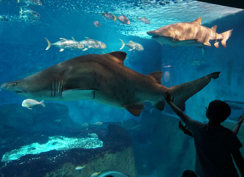 ACUARIO DE SEVILLA<br /><strong>Entradas <strong class='extra_info_articulo'>- desde 17.00 € </strong></strong>